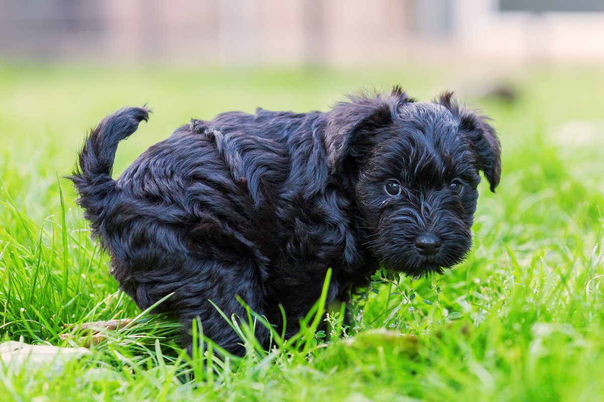 実は犬のウンチが道端で放置されているのは危険！他の犬への悪影響も