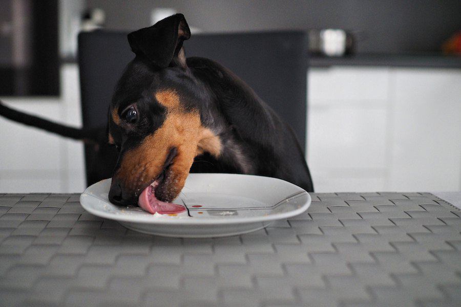 犬がする「腹ぺこサイン」５選