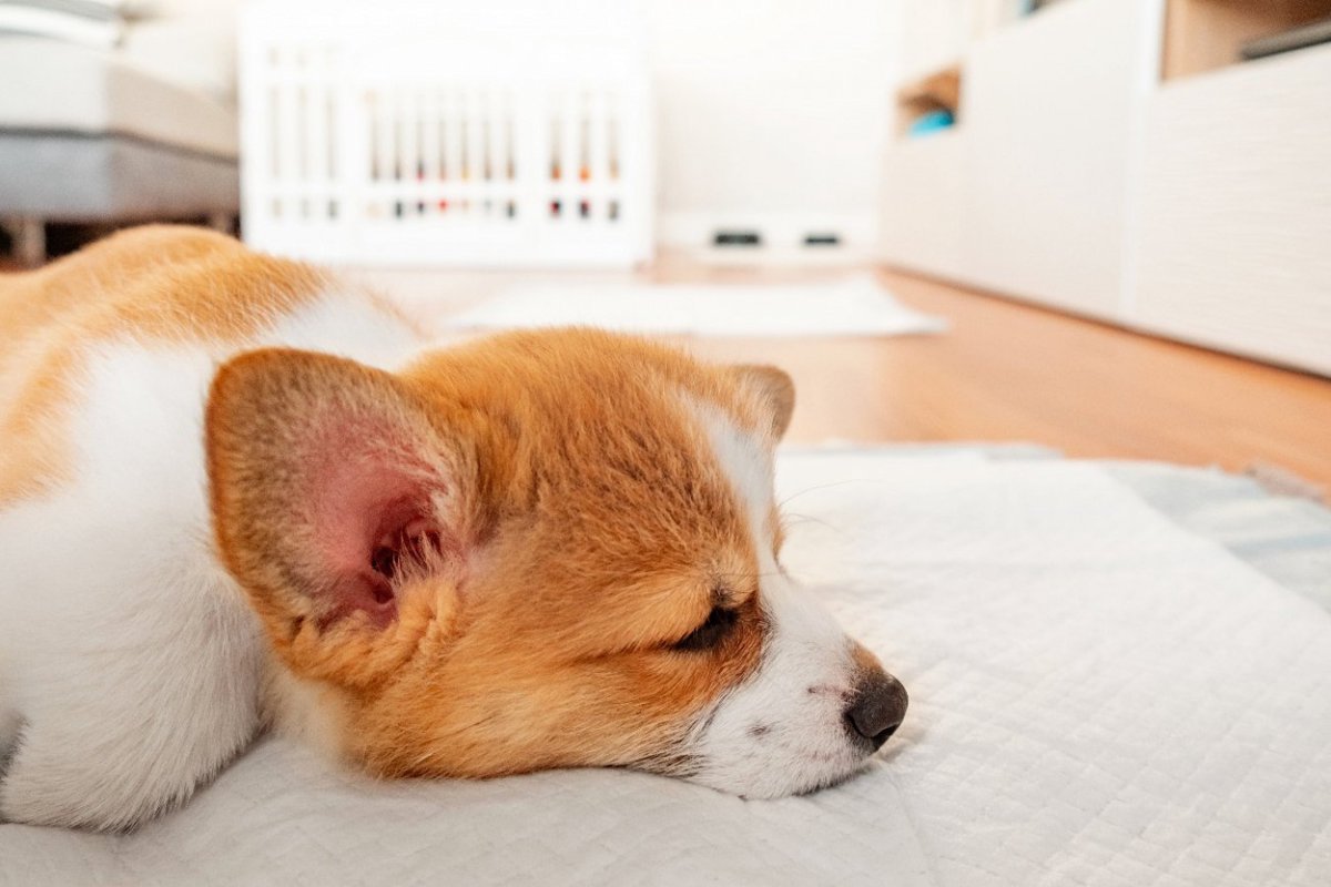 犬がトイレで寝てしまう…3つの理由とやめてもらうためにすべき対策やしつけ方とは？