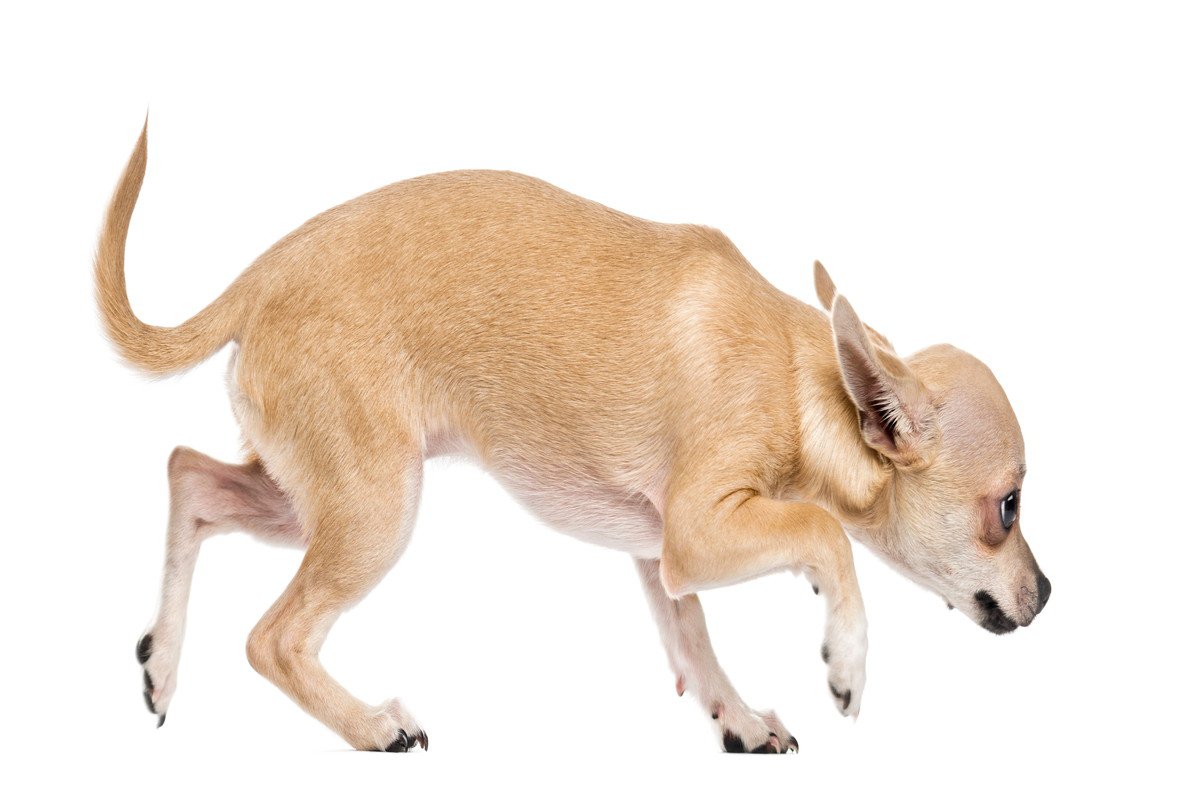 犬が『低い姿勢で歩く』4つの理由　普段と違う場合は要注意…危険な症状まで