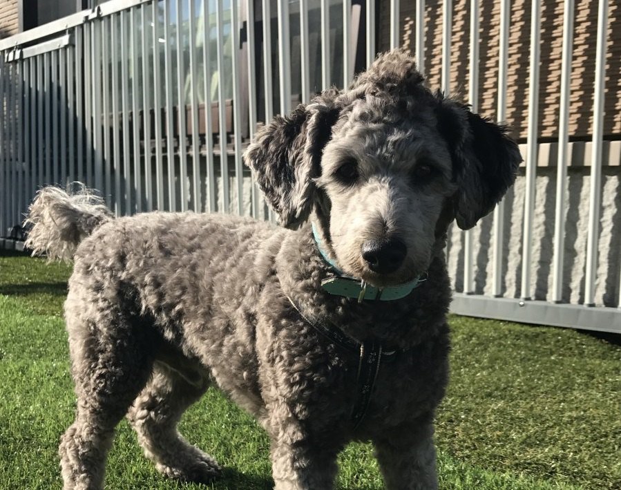 ダップーはどんな犬？性格や特徴、飼い方から価格まで徹底解説
