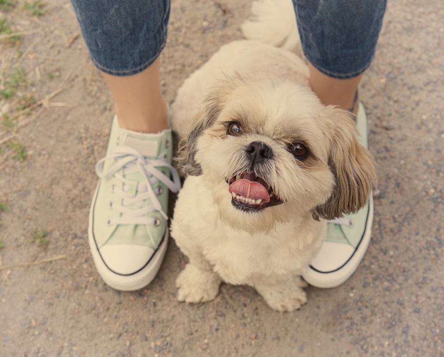 犬が人間の股に潜り込んでくる理由とは？