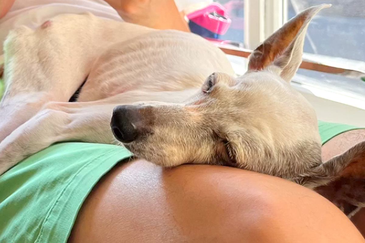 妻が飼っていた犬に『細すぎて気持ち悪い』と言った夫→共に暮らし始めると…嘘のような『まさかの光景』が27万再生「素敵な関係」「ほっこり」