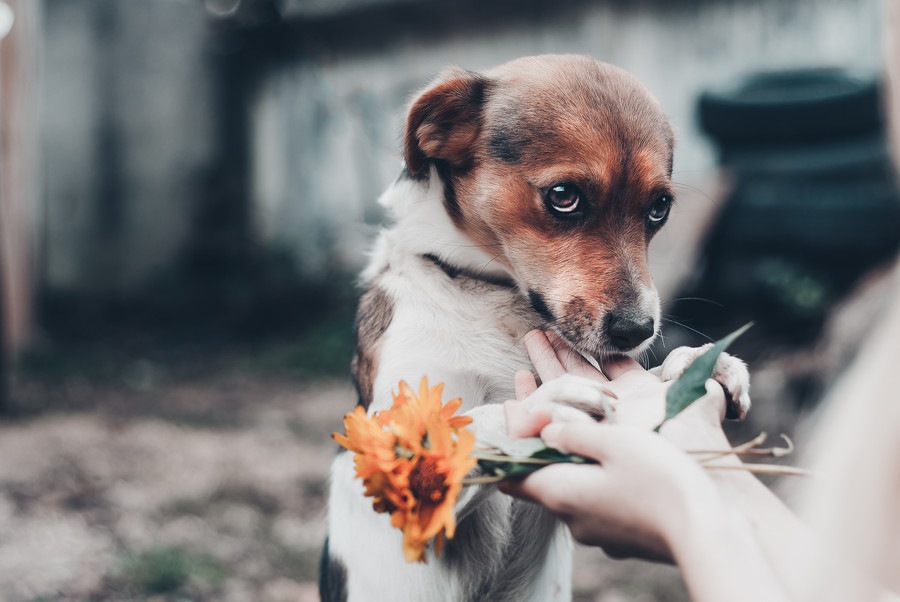 犬が不安や恐怖を感じているときに見せる９つの仕草や行動