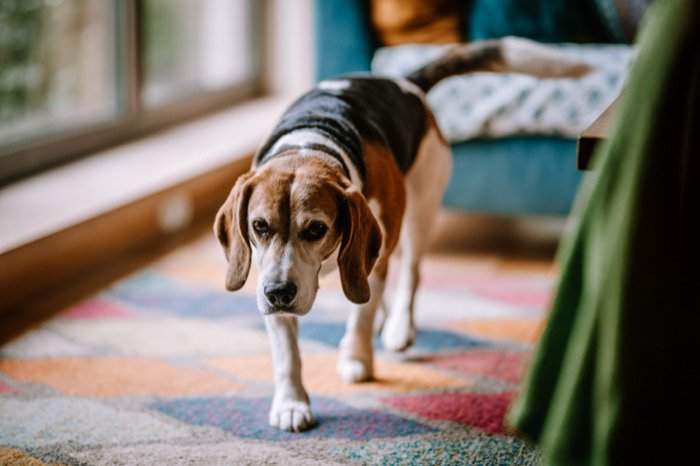 犬が『飼い主を探している』サイン4選　探し回っているときの可愛すぎる心理まで