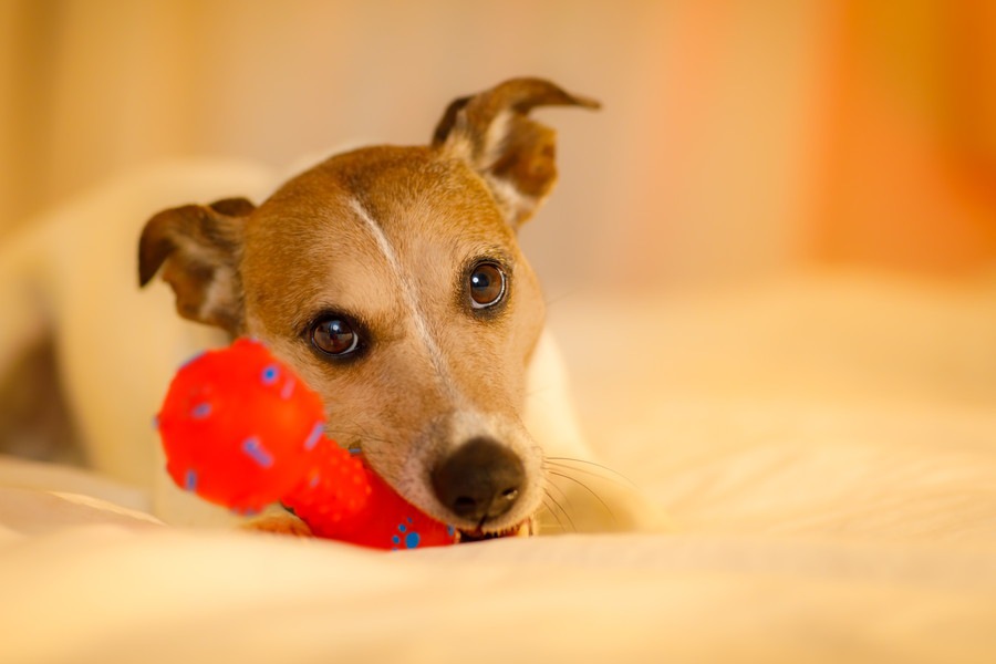 やらないほうがいい！愛犬との間違った５つの遊び方