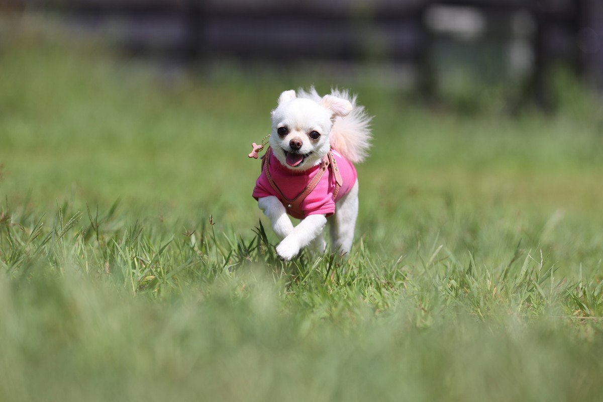 愛犬が『おいでに反応してくれない』理由とは　呼んでも来てくれないのは、嫌われているから？