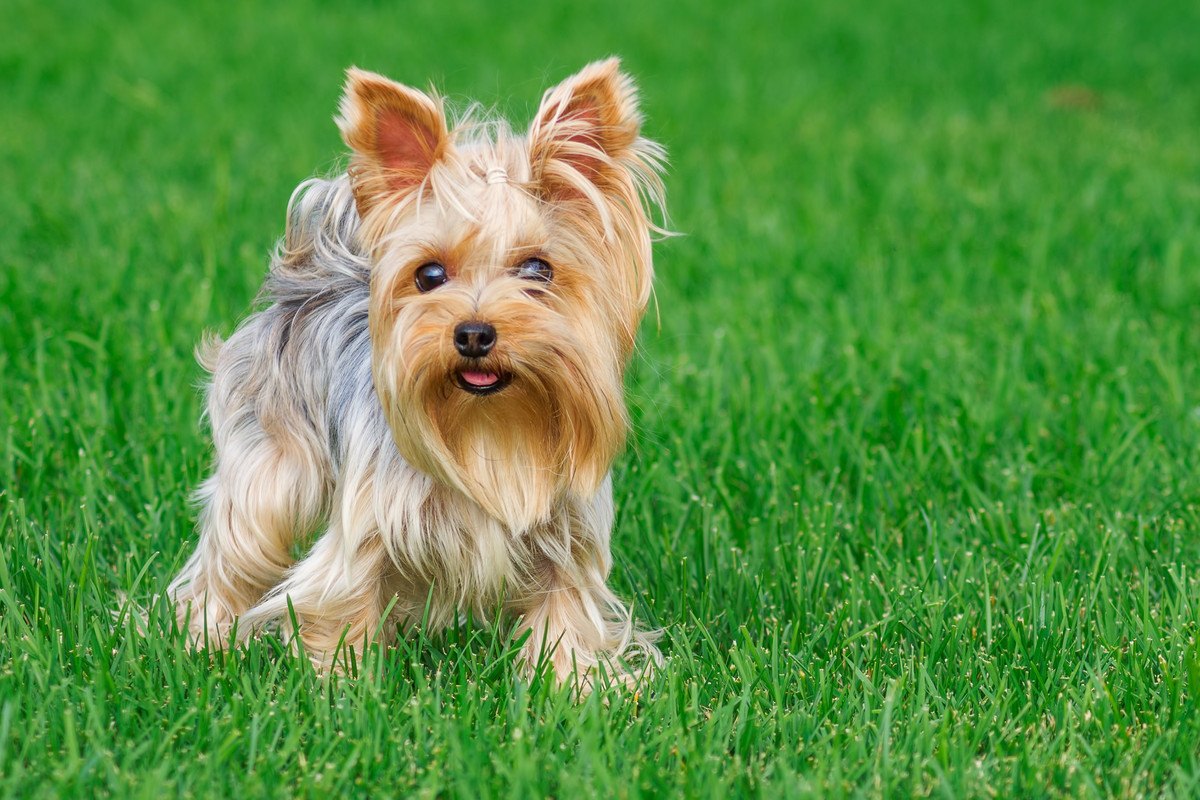 『肥満になりやすい』犬種5選！暮らすうえで必ず意識すべきことや太らせないコツとは