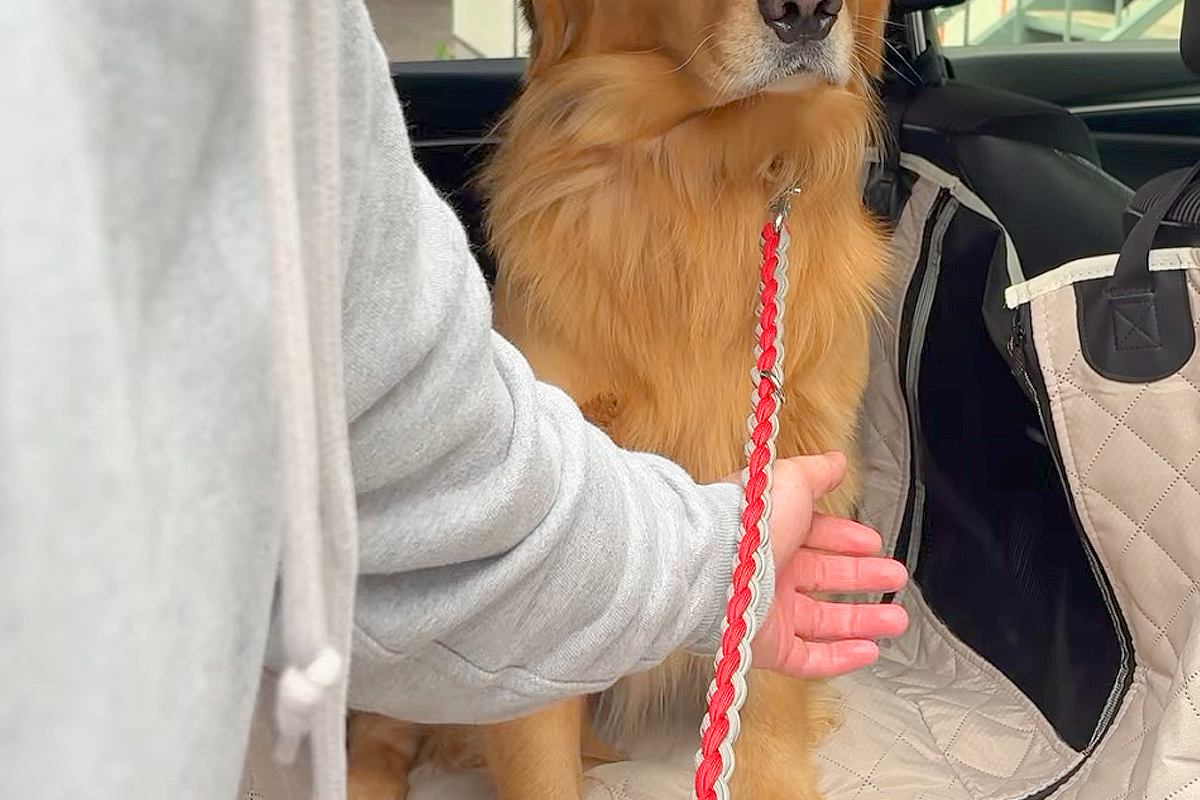 車で『動物病院』に向かった結果→大型犬が『絶対に降りない』と駄々をこねて…わかりやす過ぎる態度が13万再生「笑ったｗ」「よくがんばった」
