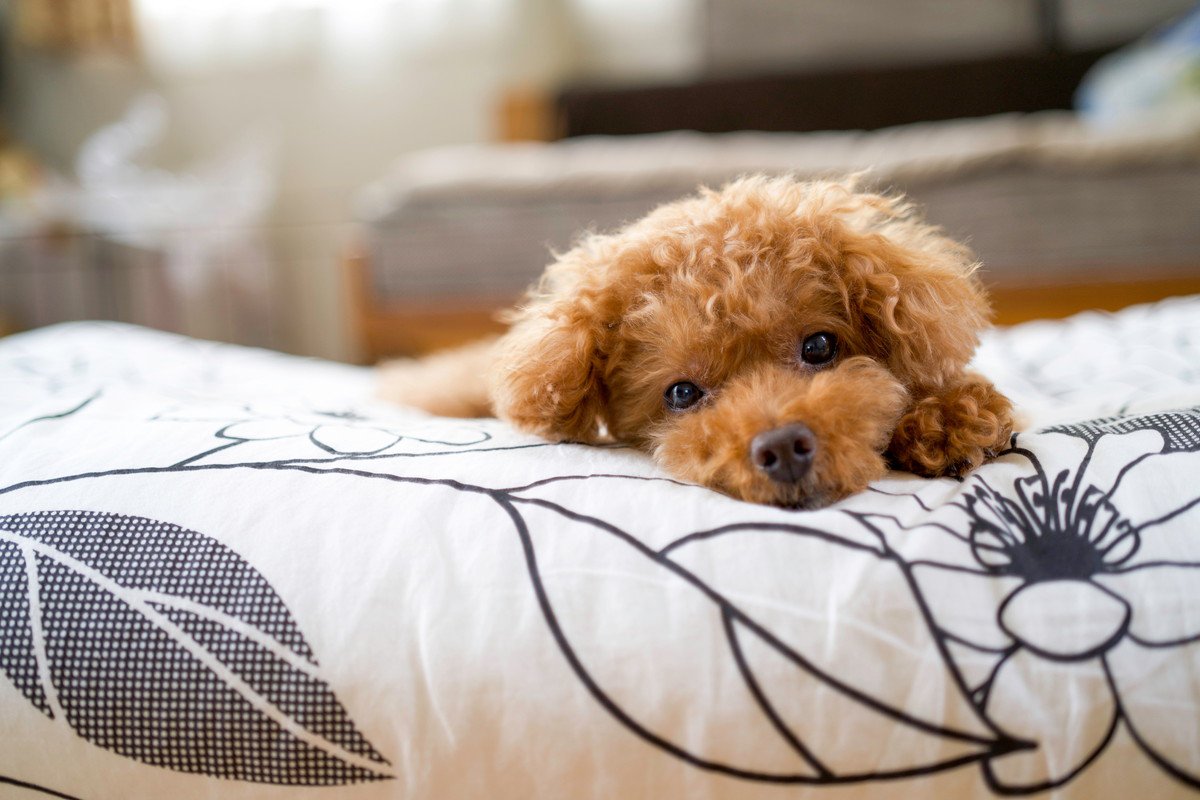 愛犬が飼い主から『離れて座る』心理とは　距離を置いているときの正しい対応まで