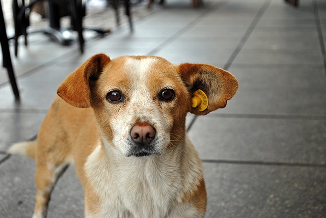 愛犬が急に吠えなくなった！考えられる原因や改善方法