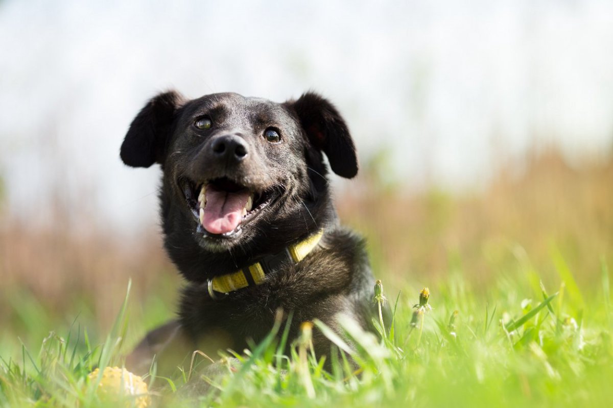 黒い犬は日光の下で体温が上がりやすいかどうかを検証【研究結果】