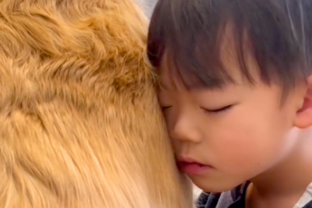 朝、遅刻寸前になった5歳の男の子→大型犬に顔をうずめて…可愛すぎる『共犯の様子』が27万再生「人をダメにするｗｗ」「最高の二度寝場所」
