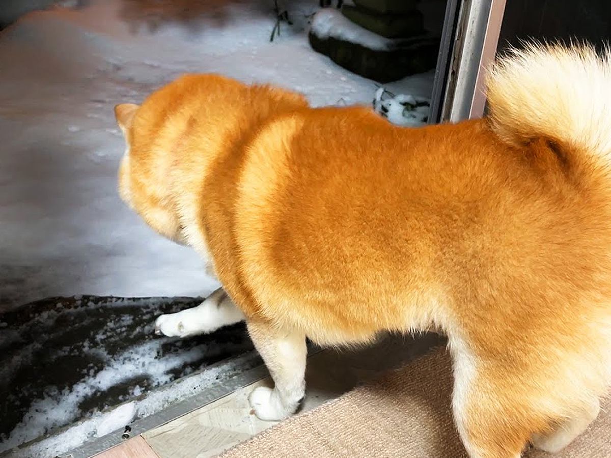 庭に出たがっている犬→窓を開けると雪が積もっていて…想定外の展開に『絶望する光景』と結末が55万再生「ビビり倒すの可愛いｗ」「愛おしい」