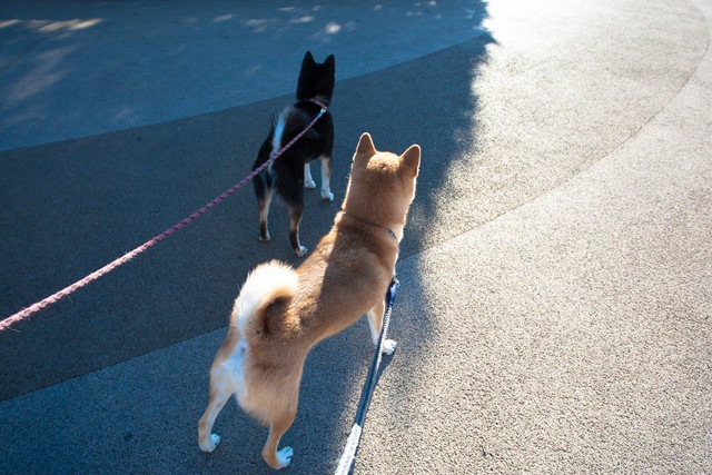 犬の里親になるまでの流れと「里親制度」について