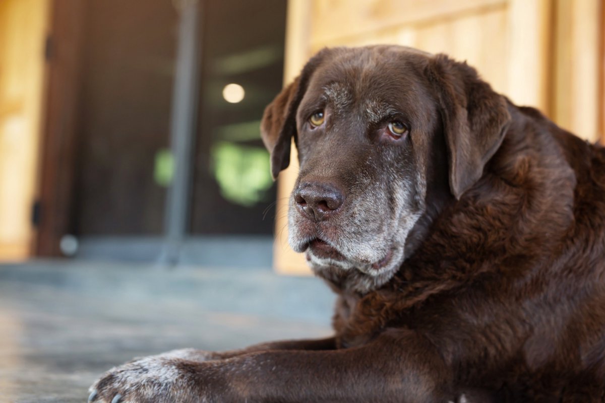 犬がシニアになる前に必ずやっておきたいこと３選