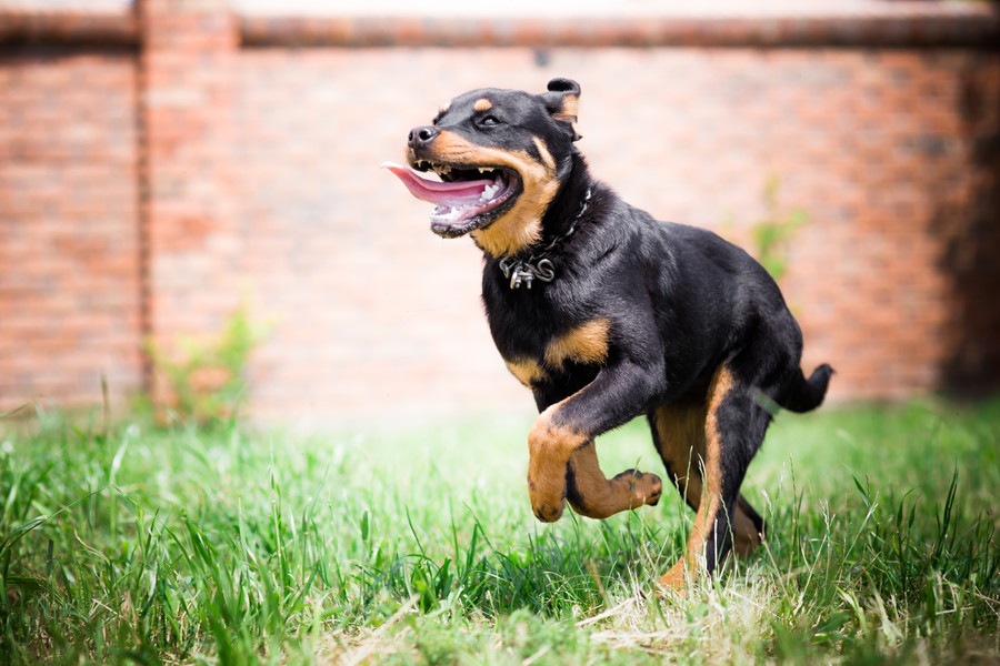 走るのが得意な犬種１０選