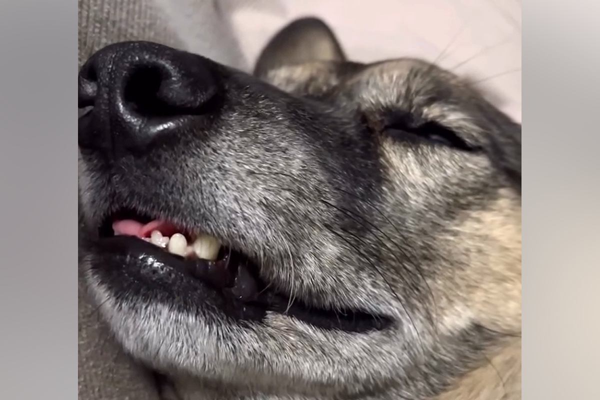 ぐっすり眠っている犬→顔がピクピク動き出して…衝撃的な『寝顔』と『イビキ』がおもしろ可愛いと反響「想像以上で草」「本当に愛おしいｗ」