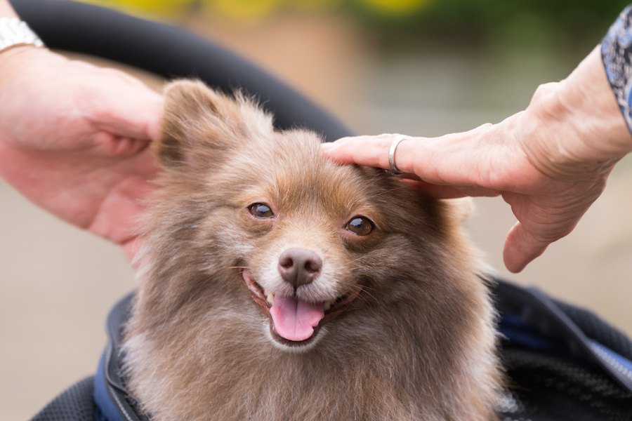 犬が懐きやすい人の特徴６つ