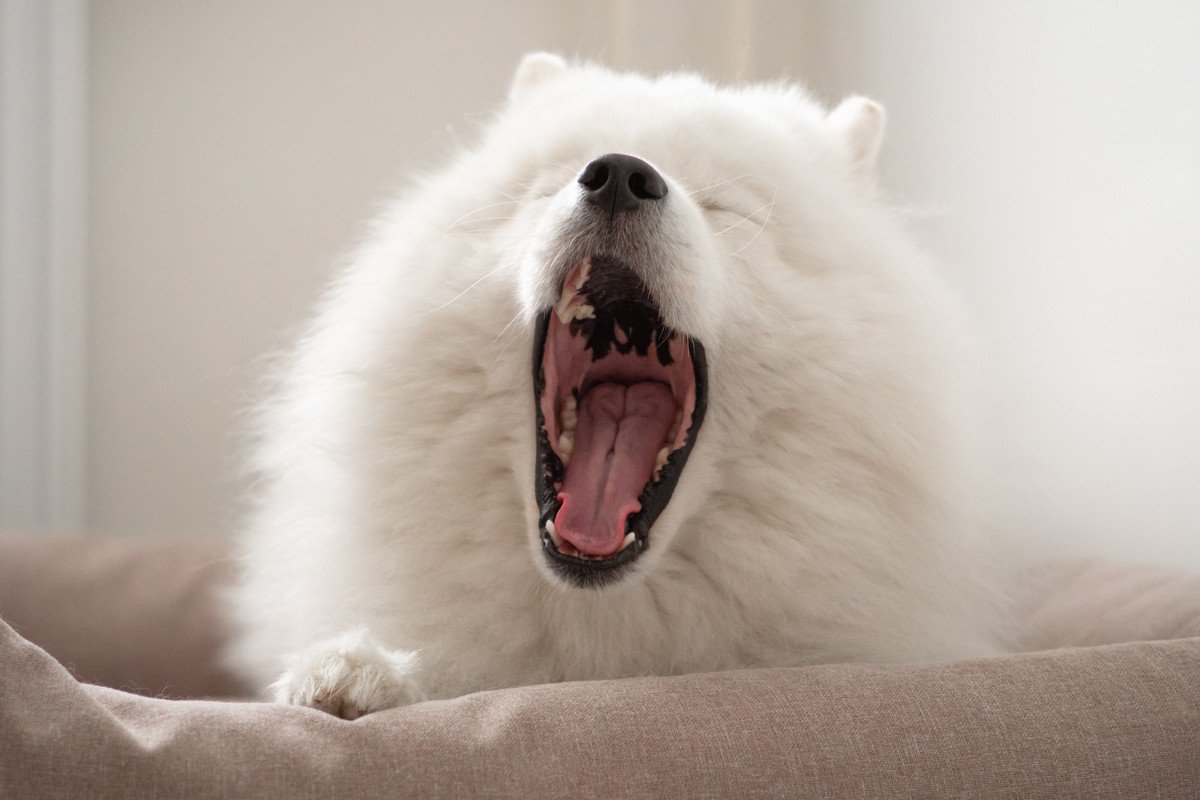 犬が睡眠不足になっているときに見せるサイン4選　寝不足による危険な症状まで解説