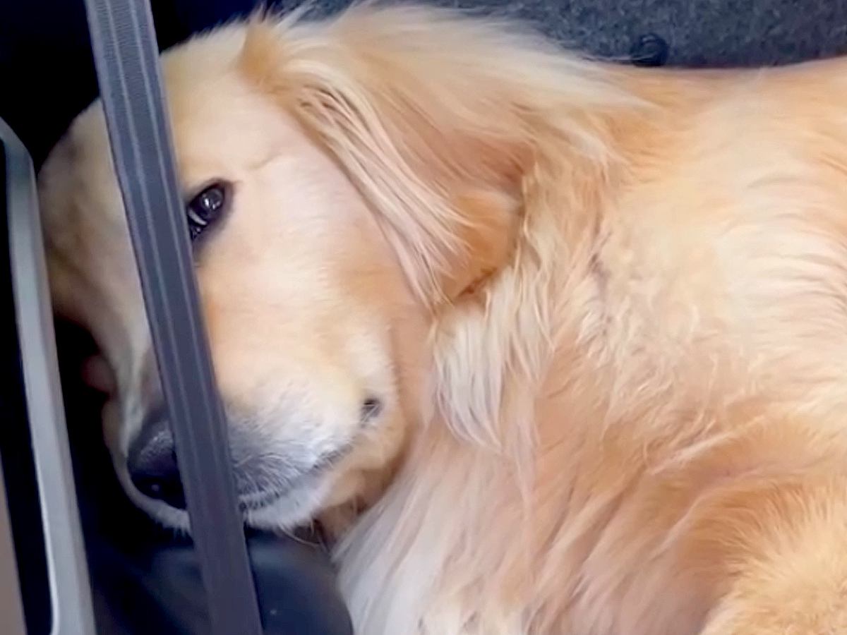 14キロの山登り後、車から降りてこない大型犬→様子を見に行くと…思わず笑ってしまう『まさかの光景』が194万再生「鼻水吹いた」「確信犯」