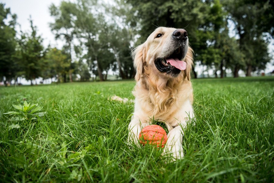 犬がほふく前進する時の心理５選