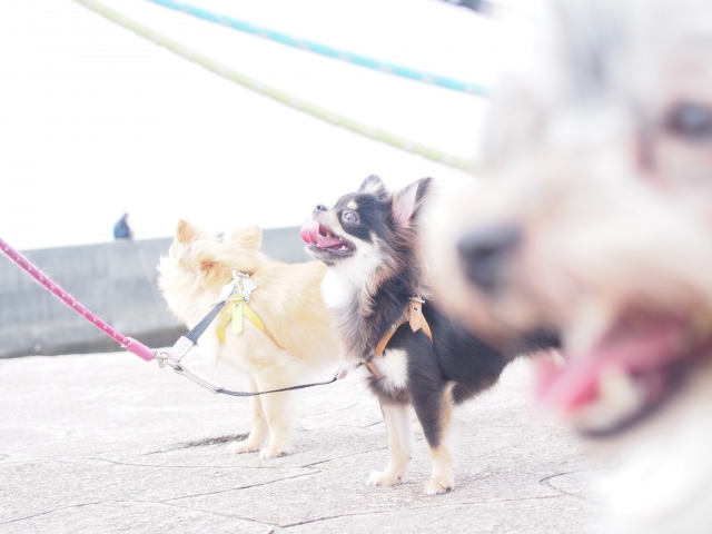 ノーリードで犬を歩かせる危険性について