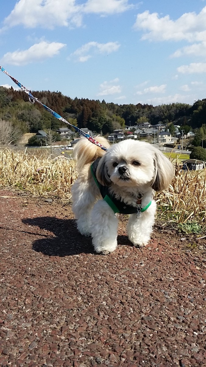 かけがいのない思い出に！旅行に適している犬が持つ４つの特徴