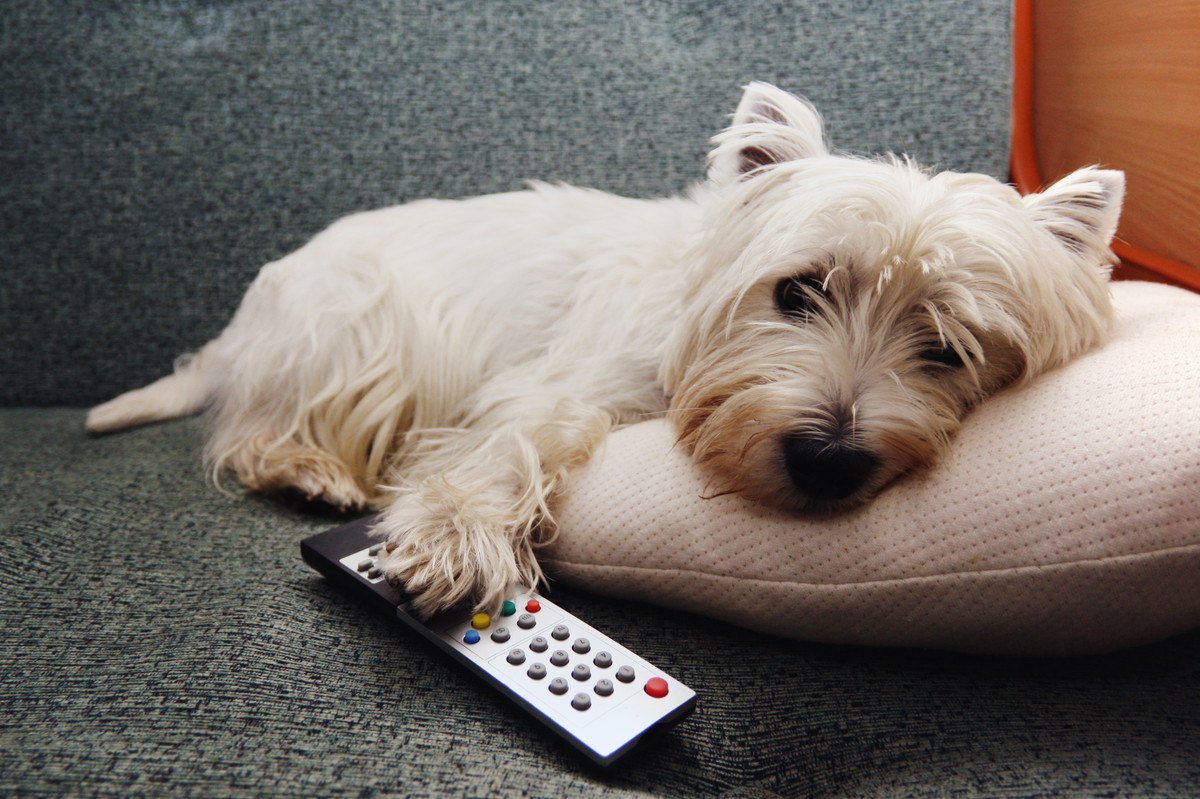 犬に『テレビ』はどうやって見えているの？人間と違うポイント３選