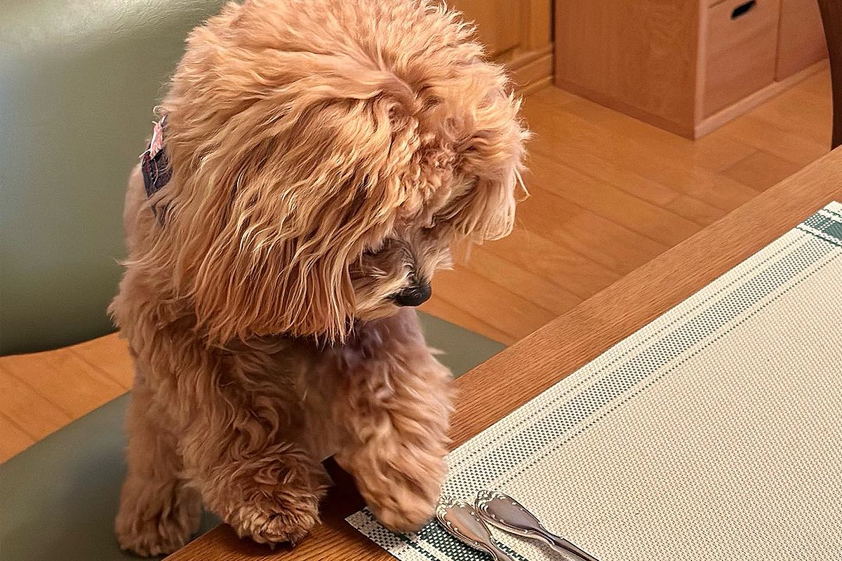 なぜか『スプーン』をジーっと見つめる犬を撮影→よく見返してみたら…『まさかの一枚』に1万いいね「こんな生き物いるんか…」「めちゃ可愛い」