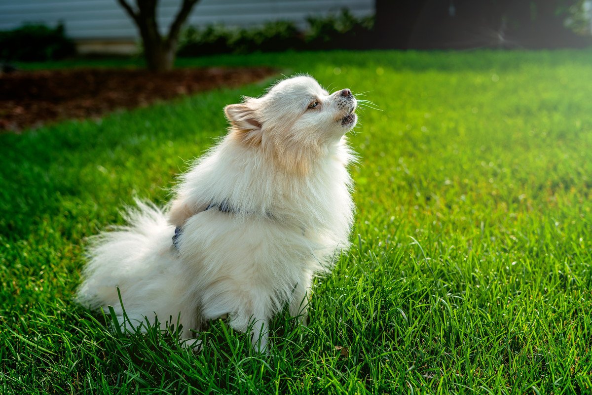 犬がサイレン音を聞くと遠吠えしてしまう理由とは？他にも遠吠えしてしまう音はある？
