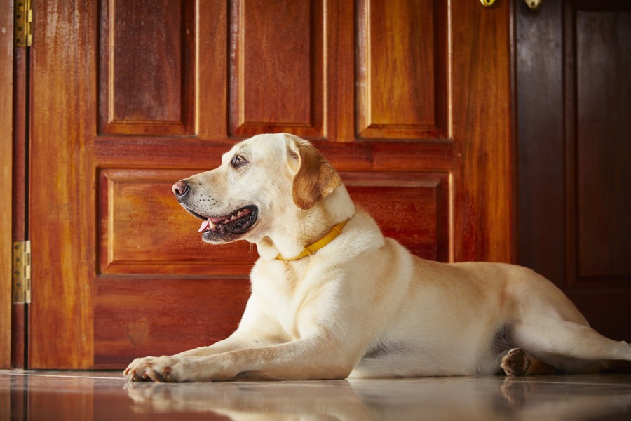 犬が飼い主の帰宅時に玄関で待っているときの心理３つ