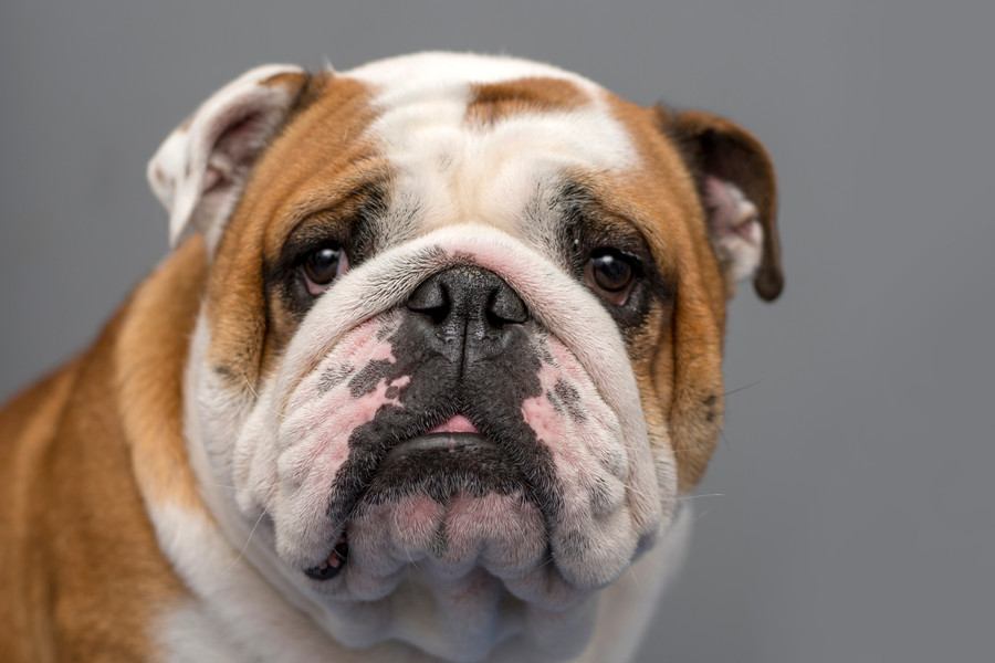 『寿命が短い』といわれている犬種５選　短命になる主な理由や健康寿命を延ばす秘訣まで