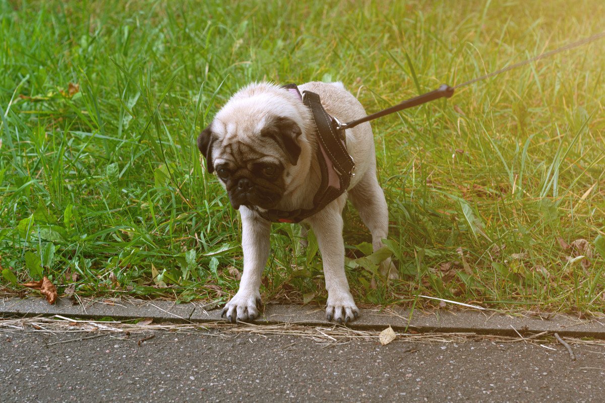 犬が散歩中に『突然立ち止まる』４つの理由　配慮してあげたい愛犬の心理から適切な対処法まで