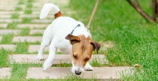 犬が散歩中にニオイを嗅ぐのはこんな理由があった！３つの心理と注意点