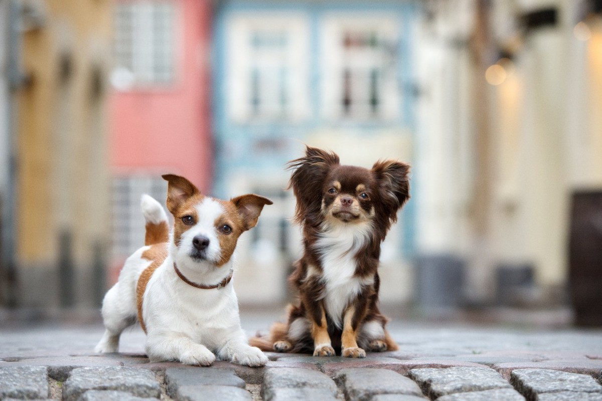 飼うのが大変と言われている「小型犬」5選！難しい理由や必要な飼い方を解説