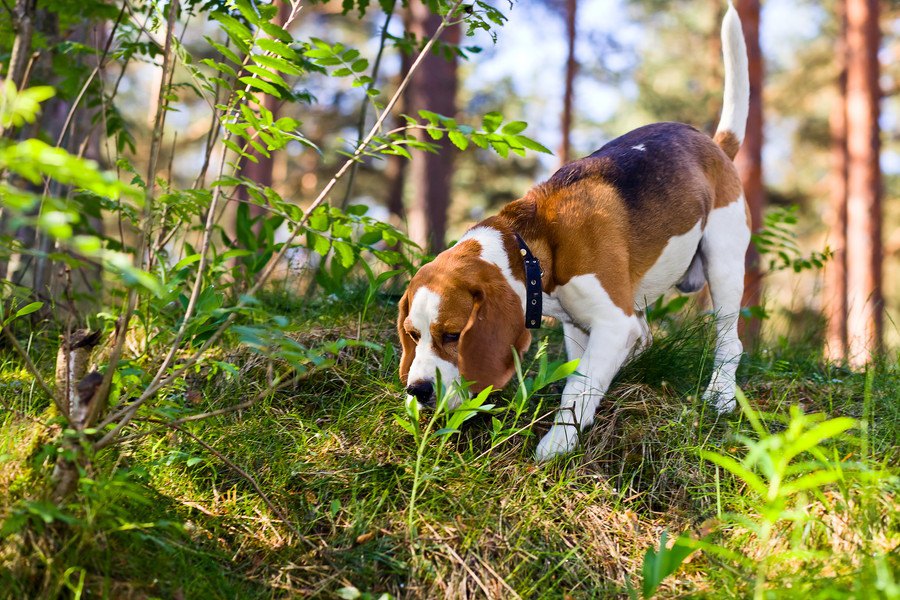 人間によって作られた犬種の違いは脳の構造にも現れていた【研究結果】