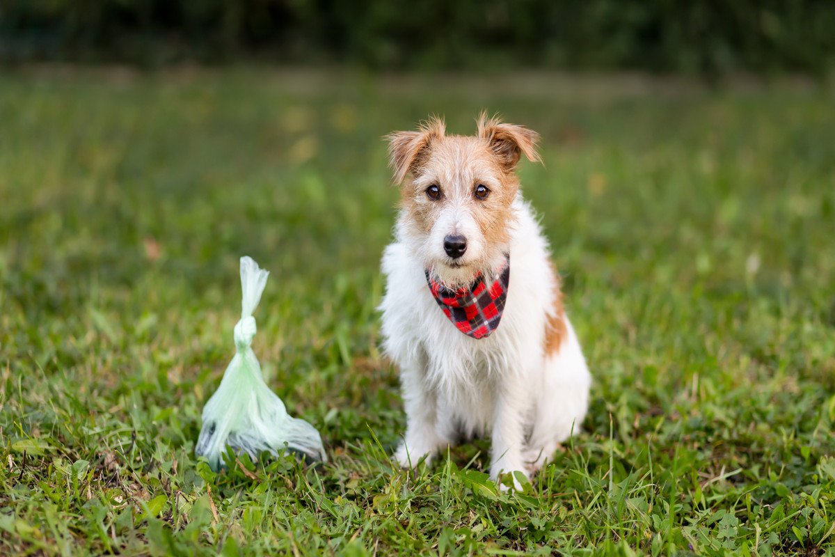 愛犬のウンチが普段より臭うときに考えられる病気6つ　診察を受けるべき判断方法から改善策まで