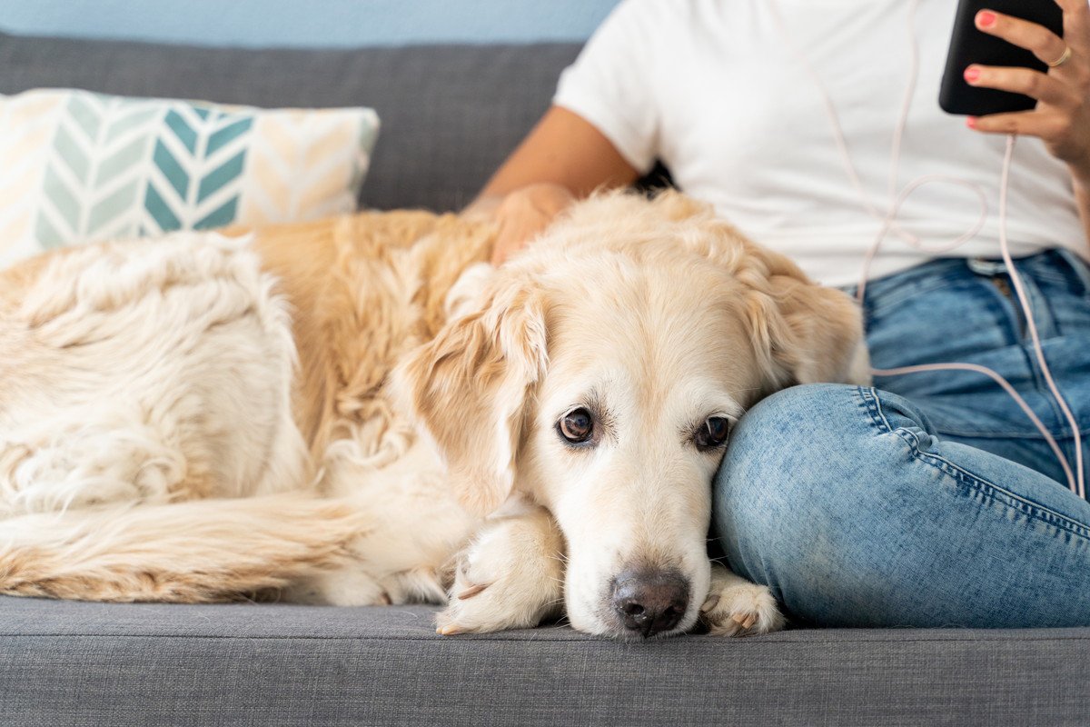 犬が『しんどい』ときにみせるサイン5選　体調不良を見極める方法や正しい対処まで