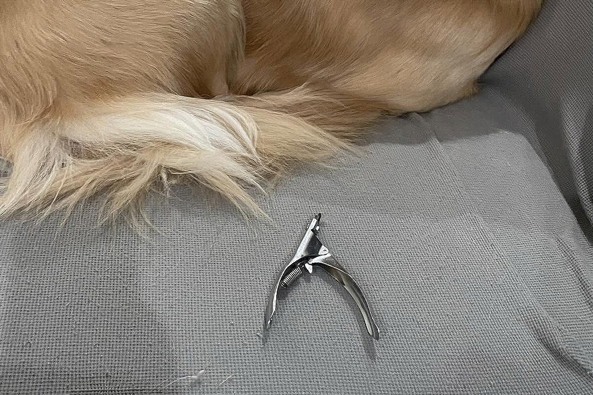 爪切りが嫌いな大型犬に近づいた結果→『今から爪を切る』とバレてしまい…まさかの『先手を打たれた光景』に反響「手足ナイナイ」「賢いｗ」