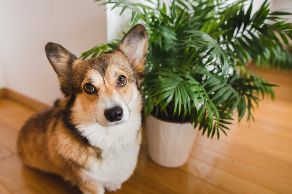 犬にとって『危険な観葉植物』5つ　食べると命に関わることも…部屋に絶対置いてはいけない理由とは