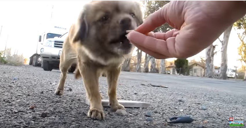 犬の性格は千差万別。5匹の犬の保護の方法も犬それぞれ。