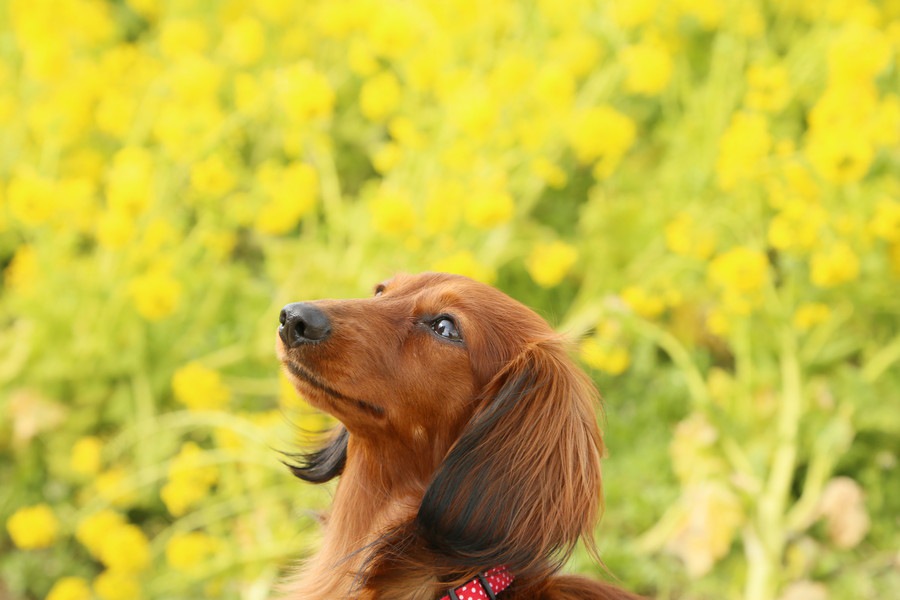 人気犬種の宿命…『犬を飼う』ということについて考えてほしいこと