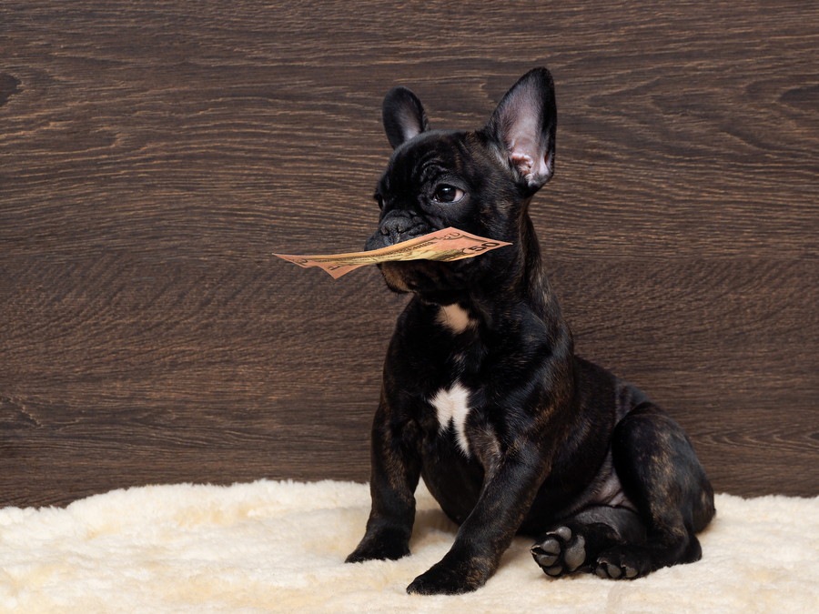 犬を飼うリスク2つ！迎え入れる前に考えよう