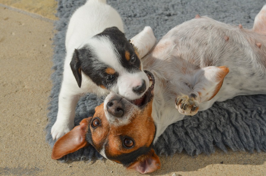 親犬が子犬を噛む理由と対処法