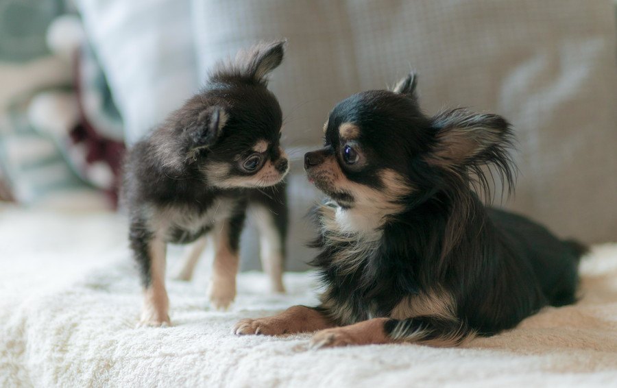 【ギネス記録も】犬の『最小サイズ』『最大サイズ』はどのくらい？