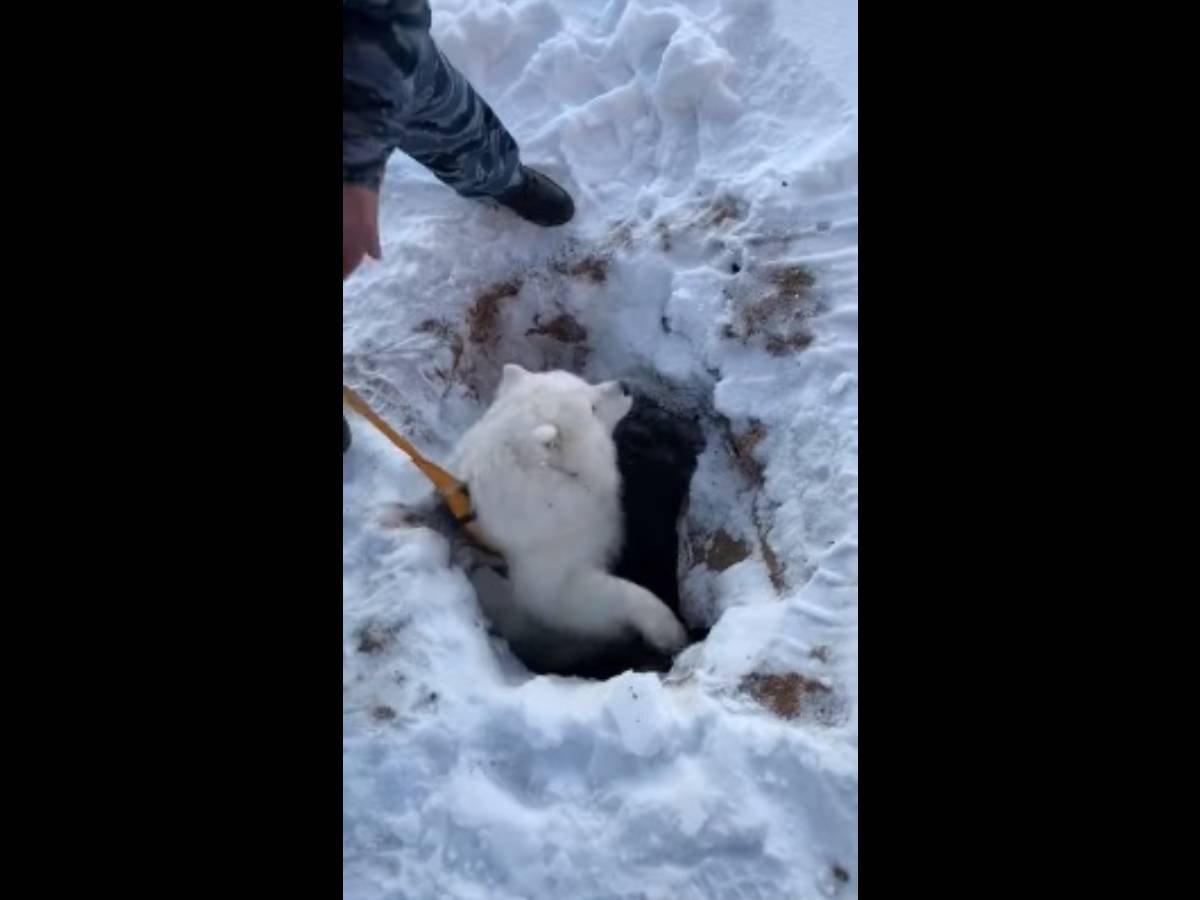 真っ白な雪原にぽっかり開いた穴に落ちたサモエドを吊り上げレスキュー