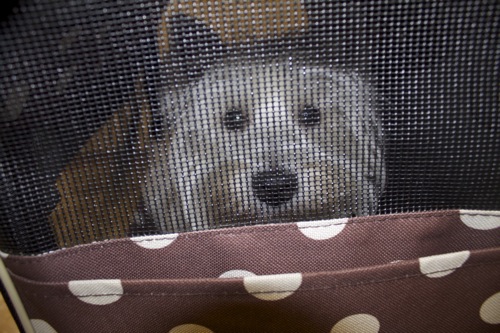 私が見かけたおかしな犬のルール