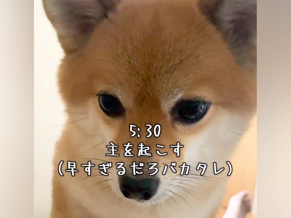 朝の5時30分『はやくおきて』と犬が起こしに来て…とんでもなく尊い『モーニングルーティン』が126万再生「羨ましい」「起こしてほしい」