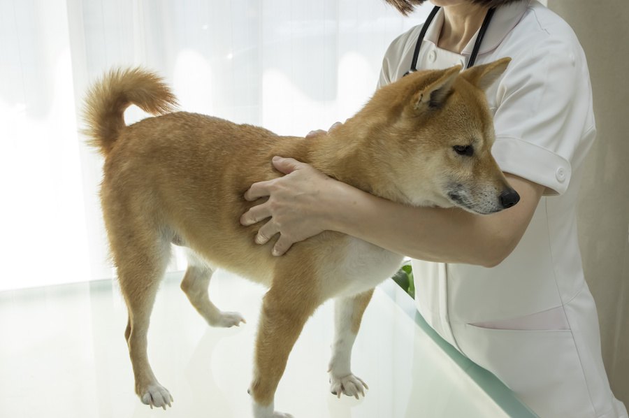 犬が高いところで固まる理由３つ